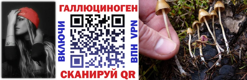 купить цена Петрозаводск Псилоцибиновые грибы Psilocybe